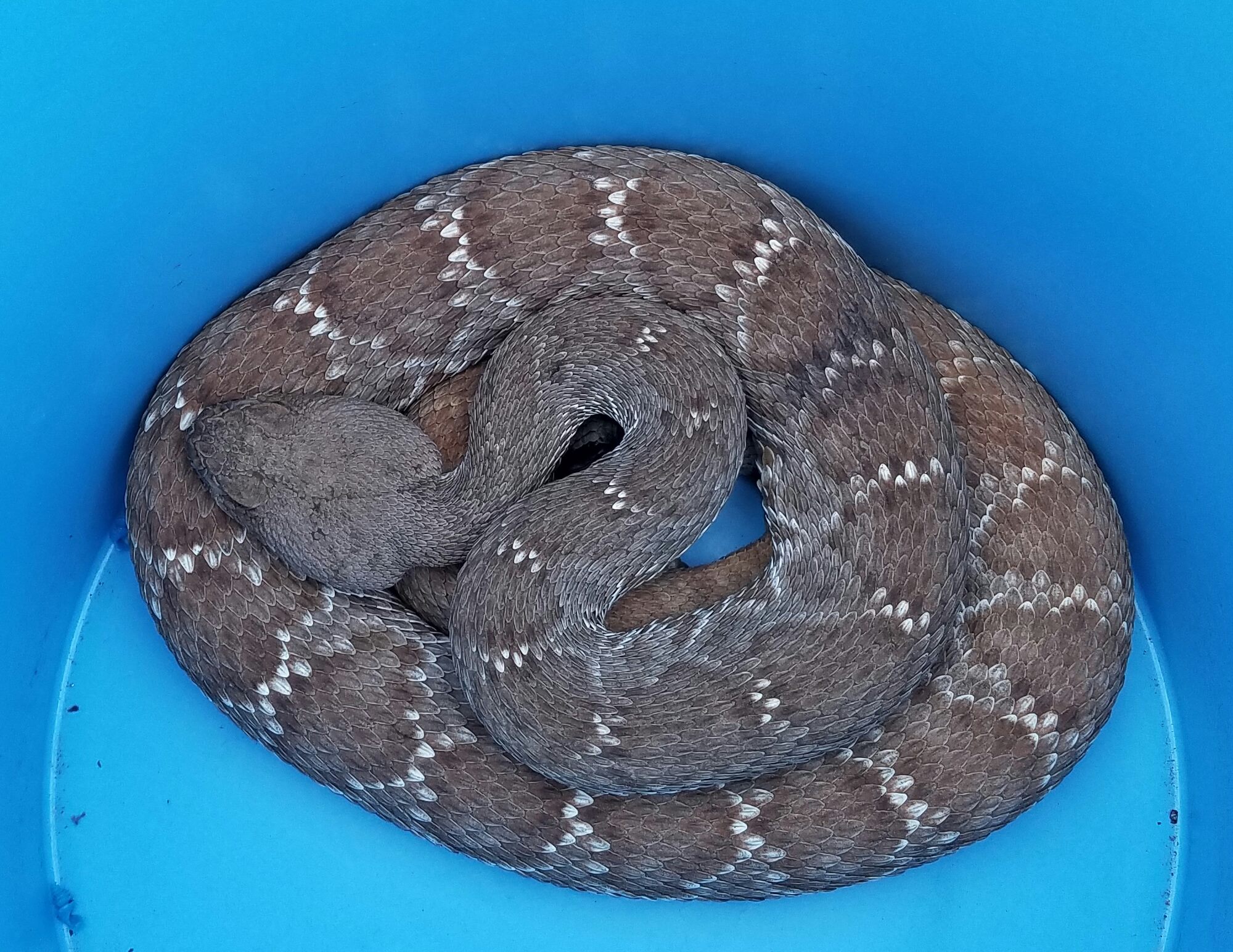 Crotalus Ruber – Sunshine Haven Wildlife Rehabilitation